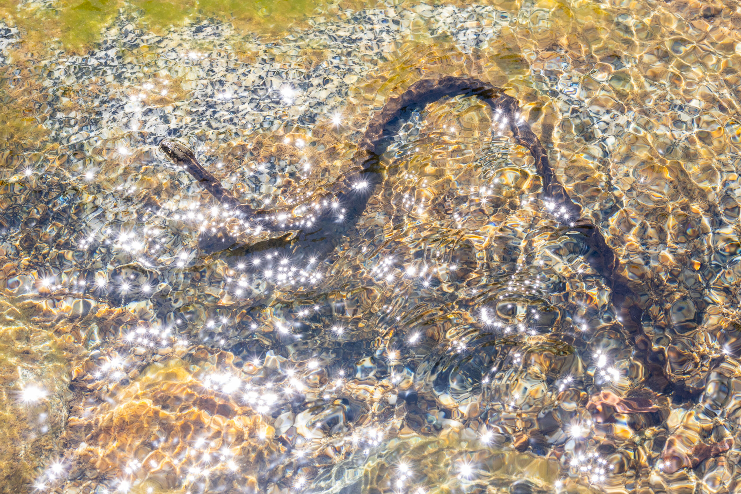 Chasing Garter Snakes